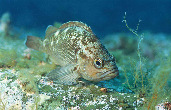 石斑魚(yú)